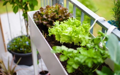 L’orto di Coltiviamo si arricchisce: lattuga, ravanello e molto altro