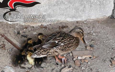 Otto anatroccoli salvati dai Carabinieri della Forestale a Vercelli