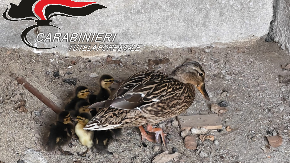Otto anatroccoli salvati dai Carabinieri della Forestale a Vercelli