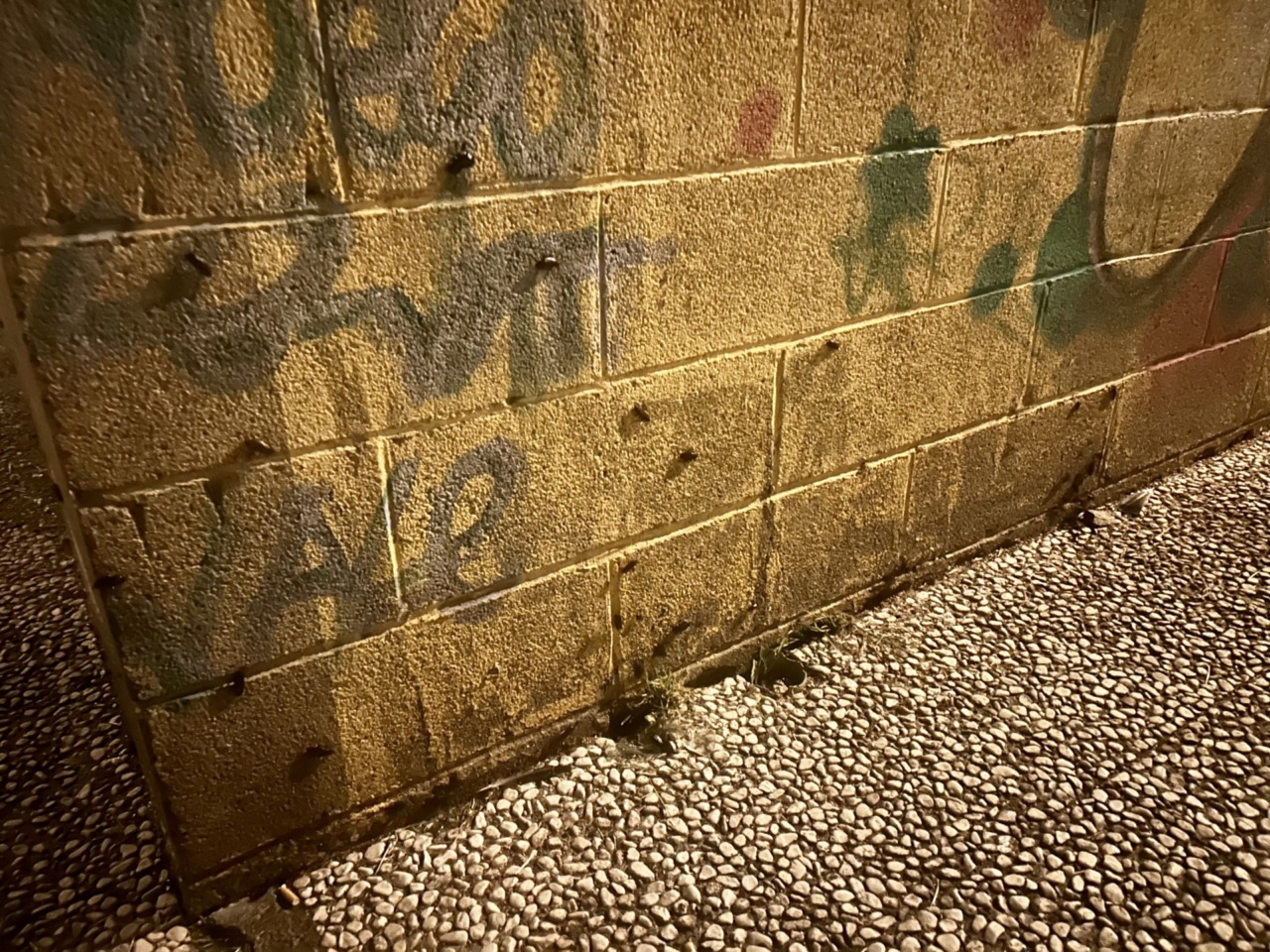 Il caldo provoca il ritorno delle blatte in centro: necessarie azioni immediate