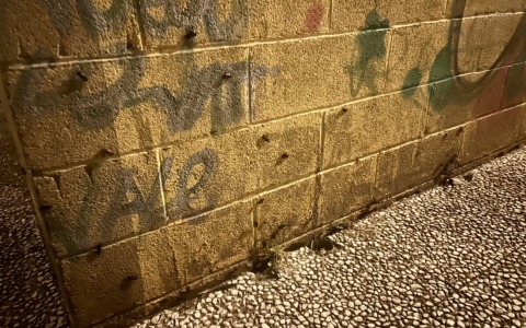 Il caldo provoca il ritorno delle blatte in centro: necessarie azioni immediate