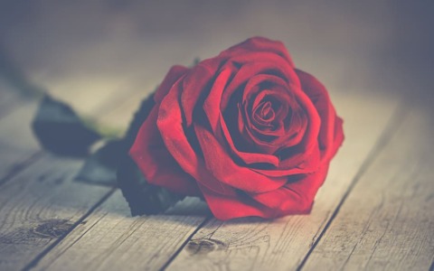“Ti regalerò una rosa”: raccolta fondi a Vercelli nel weekend