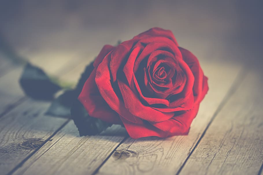 “Ti regalerò una rosa”: raccolta fondi a Vercelli nel weekend