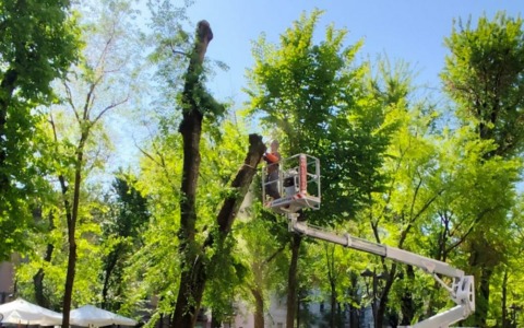 Il Comune di Vercelli annuncia l’abbattimento di 15 alberi in viale Garibaldi il 9 e 10 luglio