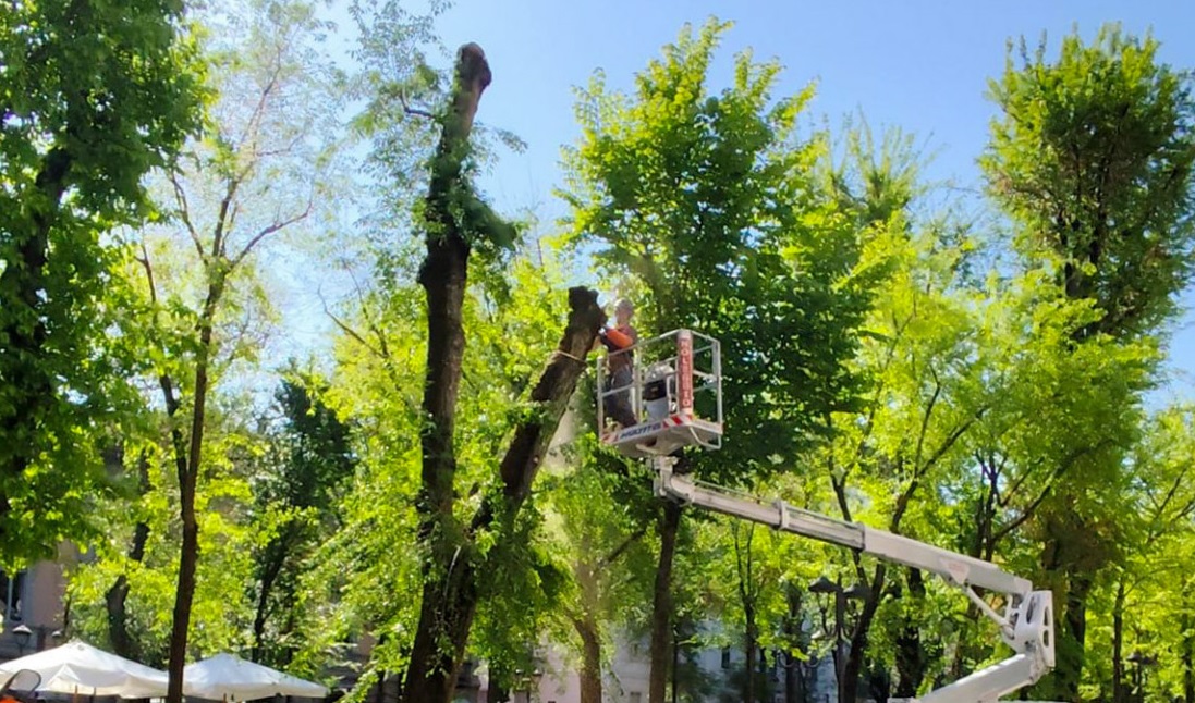 Il Comune di Vercelli annuncia l’abbattimento di 15 alberi in viale Garibaldi il 9 e 10 luglio