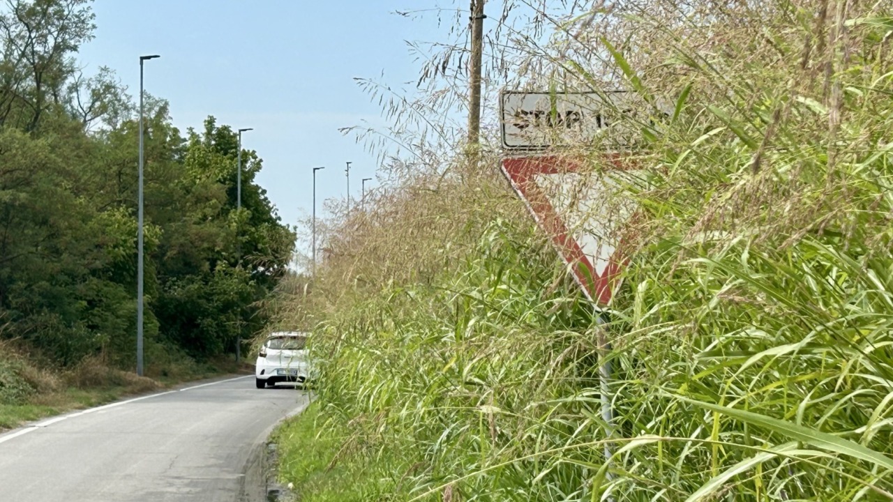 Via Carengo: situazione critica tra vegetazione e sicurezza stradale