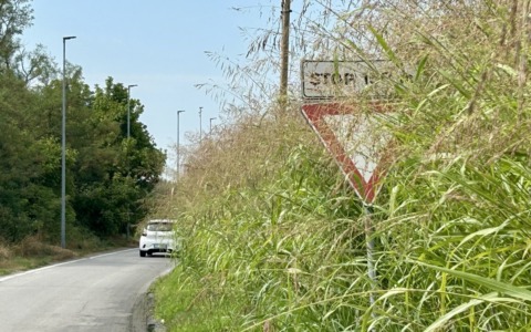 Via Carengo: situazione critica tra vegetazione e sicurezza stradale